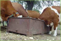 Fütterung der Masttiere