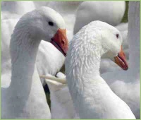 Gänsezucht auf dem Bauernhof