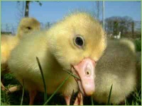 Junge Gänse beim grasen