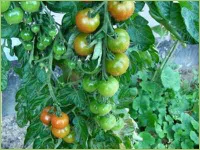 Arbeiten im Gemüsengarten