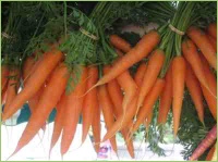 Möhren richtig aufbewahren