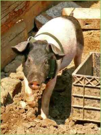 Sie gehören auf jeden Bauernhof.