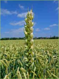 Getreide auf dem Acker