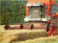 Getreideernte mit dem Mähdrescher