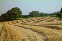 Stroh auf Schwad gelegt nach der Ernte