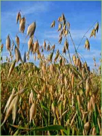 Hafer Anbau und Ernte