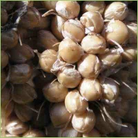 Hirse Verwendung und Anbau in der Landwirtschaft