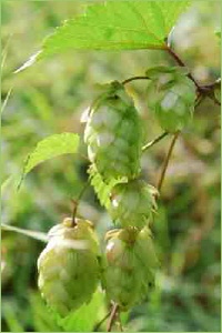 Hopfen vor der Ernte