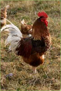 Geflügelzucht auf dem Bauernhof