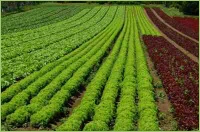 Den Boden mit ausreichend Kalk versorgen