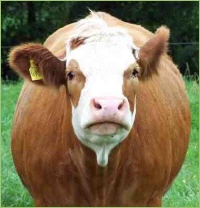 Klauenpflege bei Rindern