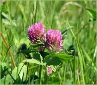 Steinklee als Futterpflanze