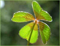 Klee als Futterpflanze