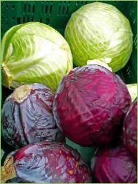 Weiskohl und Rotkohl