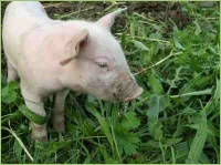 Artgerechte Tierhaltung sollte eine Grundeinstellung sein.