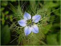 Die Blüte des Kümmel