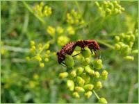 Reifer Kümmel vor der Ernte