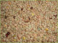 Linsen in der Küche 