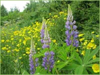 Lupinen als Futterpflanzen