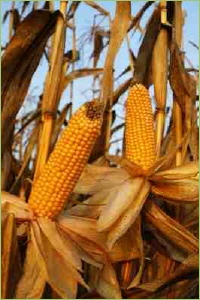 Mais als Futtermittel