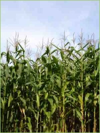 Pflanzenschutz bei Maisanbau