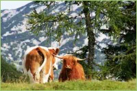 Milch und Kühe gehören auf jeden Bauernhof
