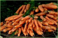 Möhren sidn lecker für Mensch und Tier