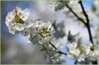 Obstblüte im Frühjahr