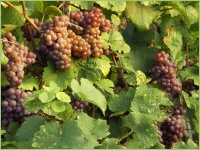 Wein gehört zu den Obstarten