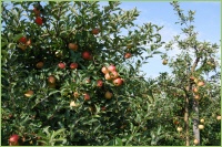 Apfelbäume richtig pflanzen