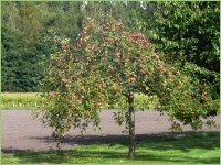 Obstbäume pflanzen so klappt es