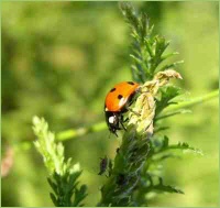 Käfer auf Nutzpflanzen