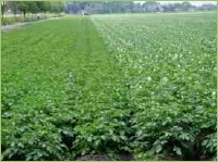 Kartoffeln vor und in der Blüte