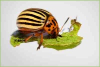 Insekten in der Landwirtschaft