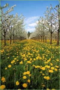 Pflanzweite bei Obstbäume richtig wählen