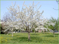 eine schöne Baumkrone