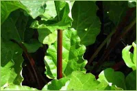 Rhabarber aus dem Garten