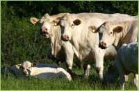 Jungtiere und Muttertiere vom Rind