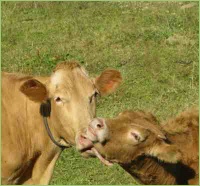 Aufzucht von Rindern