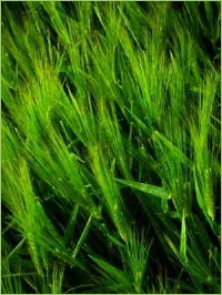 Roggen Anbau und Ernte