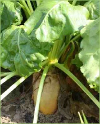 Gesunde Futterrüben vor der Ernte