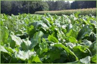 Rüben auf dem Acker