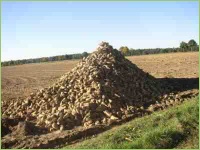 Runkelrüben nach der Ernte