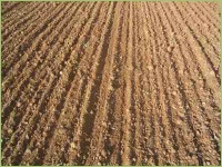 Aussaat und Saatbeet