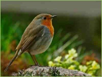 Nützlinge in der Landwirtschaft