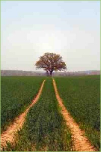 Saatmethoden in der Landwirtschaft