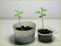 Saat im Topf anziehen