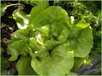 Salatkopf vor der Ernte