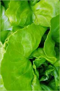 Salatgewächse im Garten