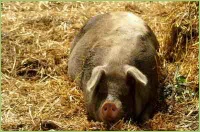 Schweine gehören auf jeden Bauernhof